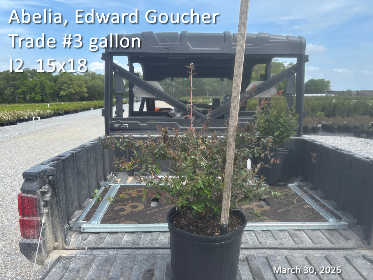 gallery/aeg3t i2 mar30.jpg